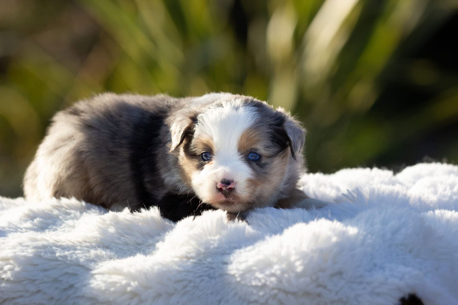 Berger Australien Toy bleu merle dans le pré, élevage Royaume des Galopins