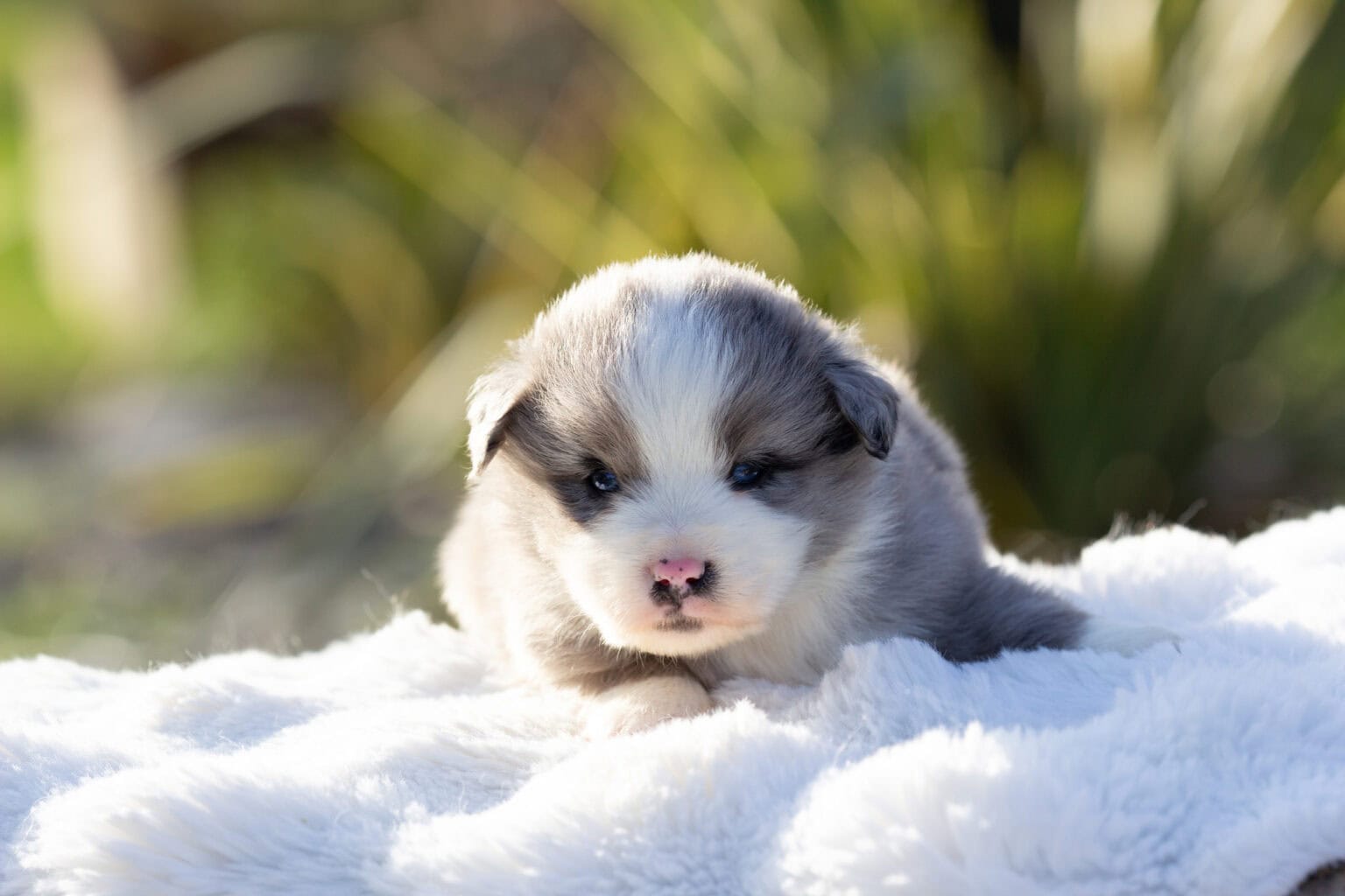 Adult Toy Australian Shepherd with a blue merle coat, Royaume des Galopins kennel