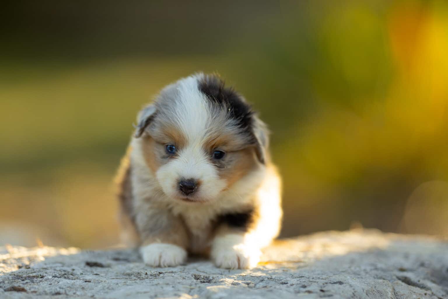 Chiot Berger Américain Miniature bleu merle, élevage Royaume des Galopins