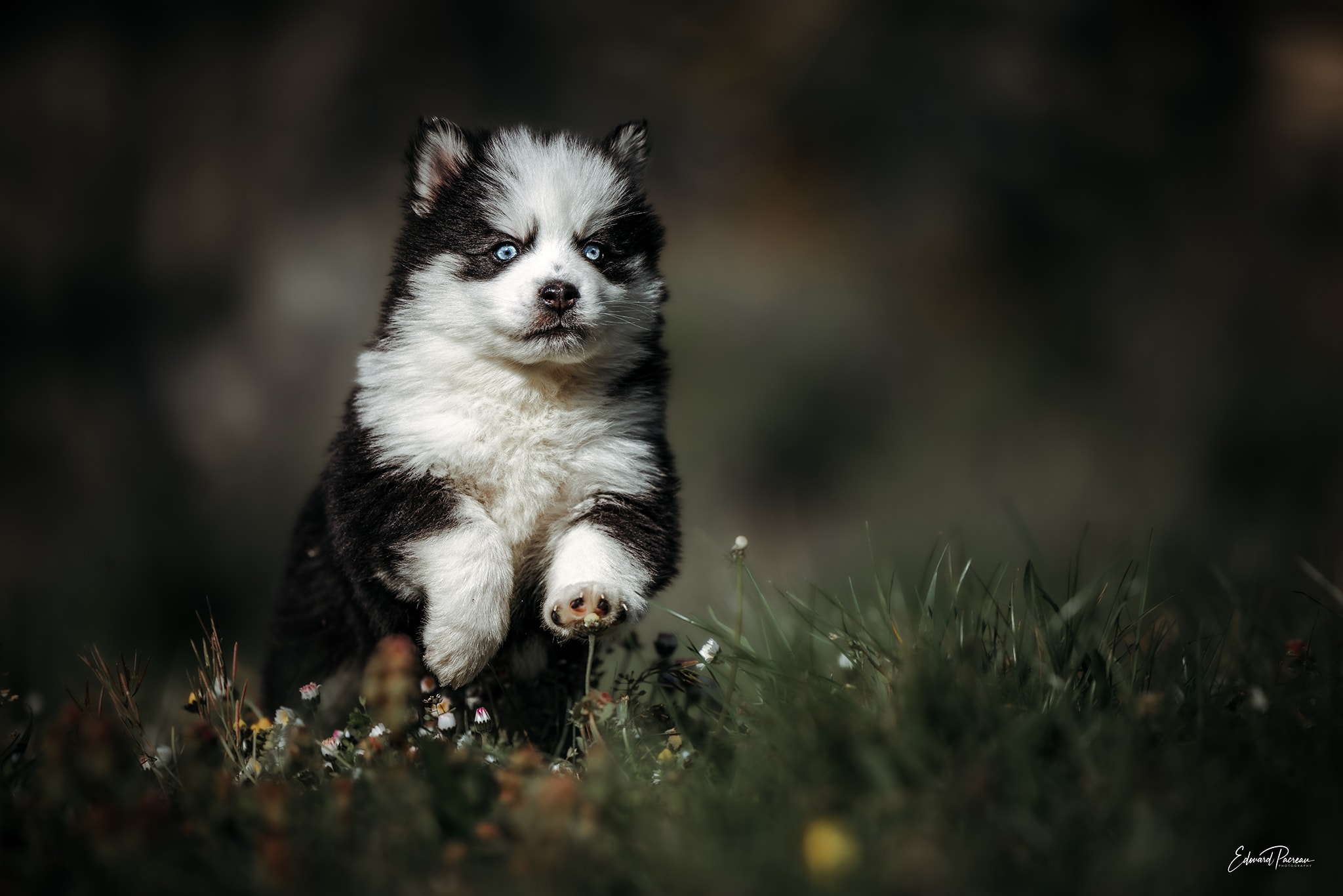 Litter of grey and white Pomsky puppies at the Royaume des Galopins kennel