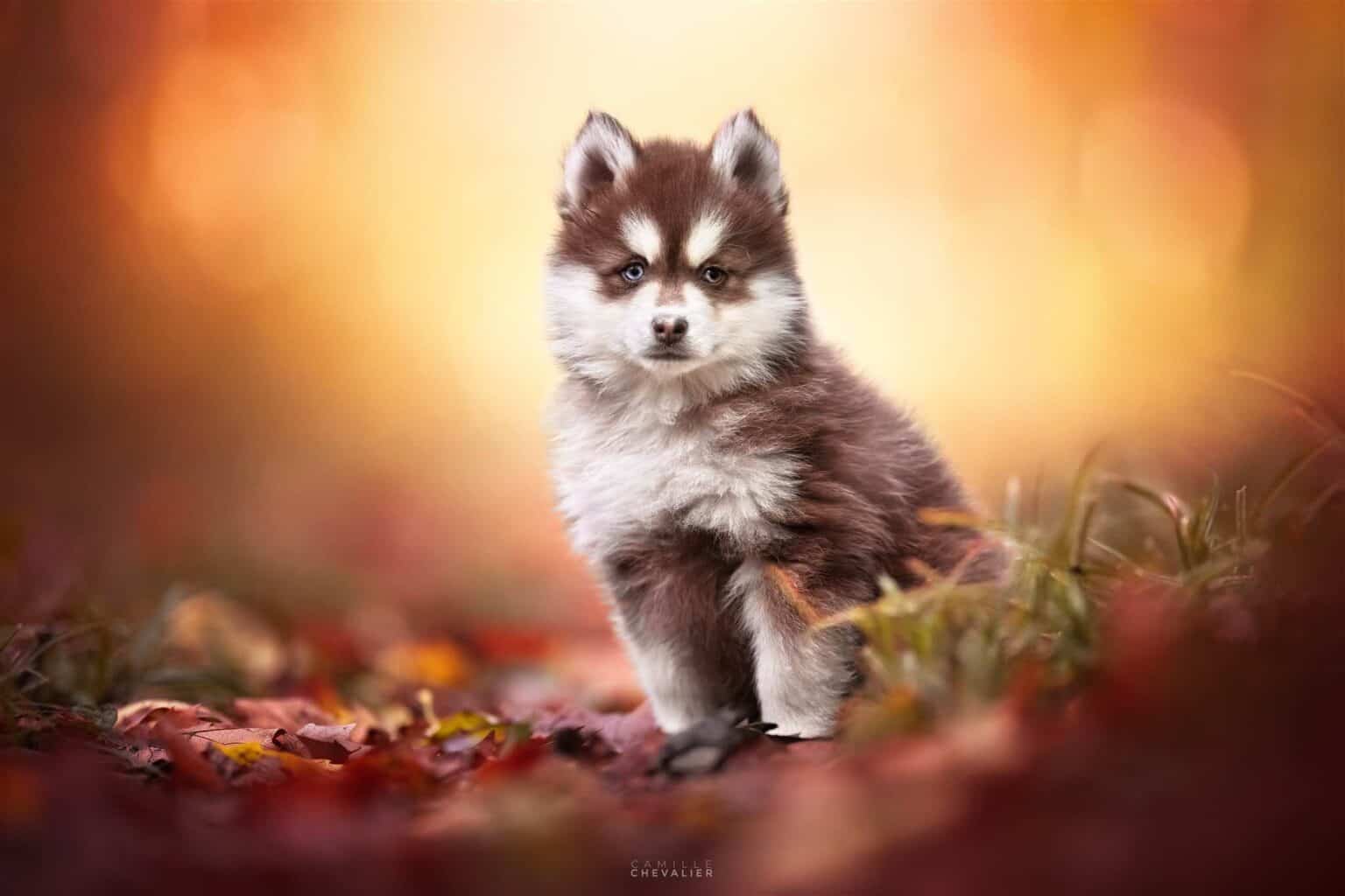 Chiot Pomsky au pelage gris et blanc, élevage Royaume des Galopins