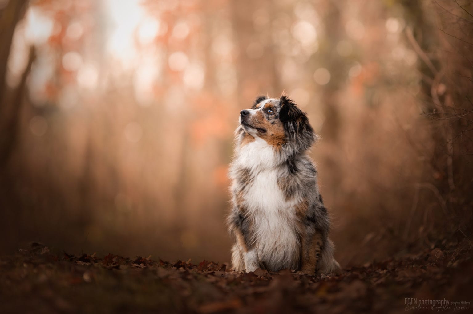 Chiot Pomsky au regard bleu dans les bras de sa famille, élevage Royaume des Galopins en Île-de-France