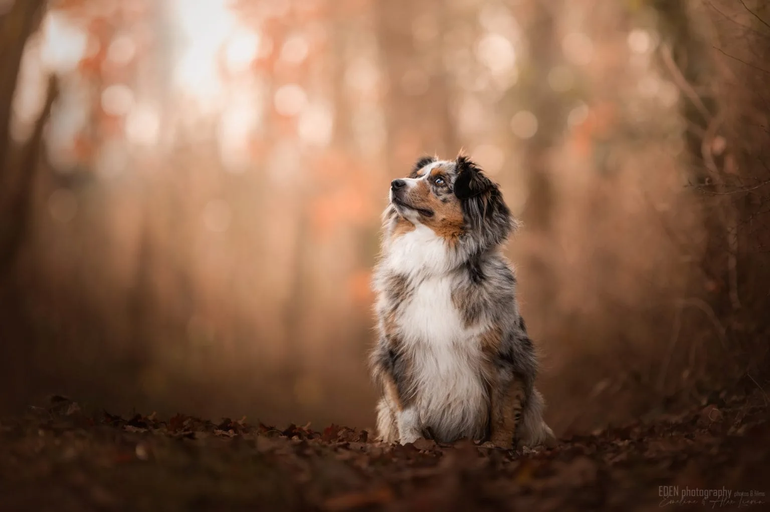 Chiot Pomsky au regard bleu dans les bras de sa famille, élevage Royaume des Galopins en Île-de-France