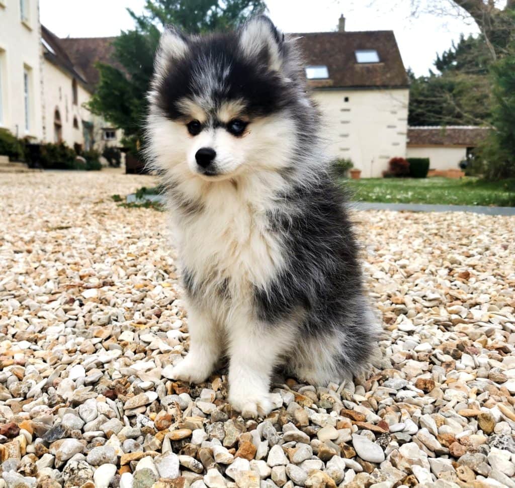 Couleur Du Pomsky - Royaume Des Galopins