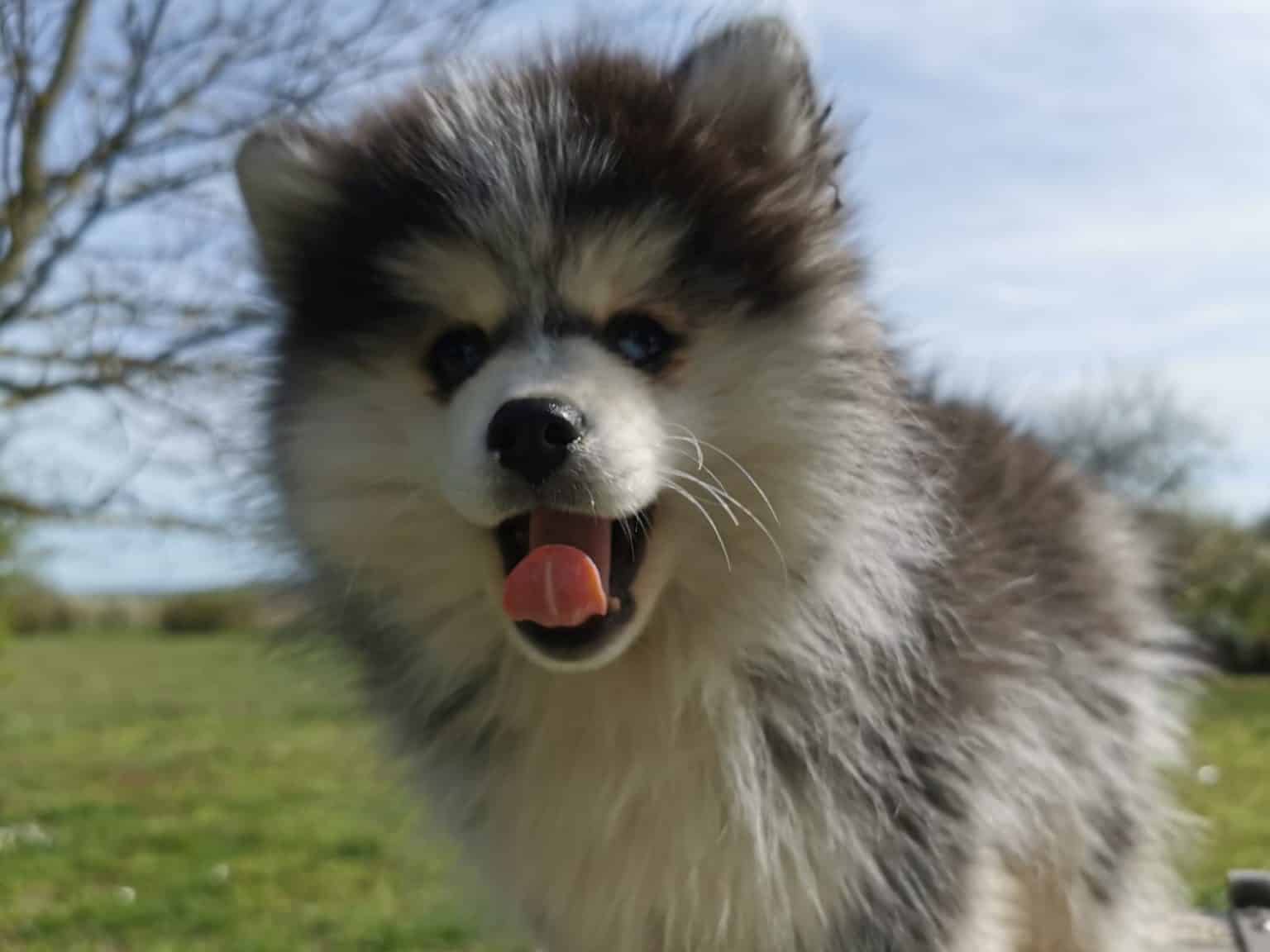 Elevage De Pomsky Ile De France | Royaume Des Galopins