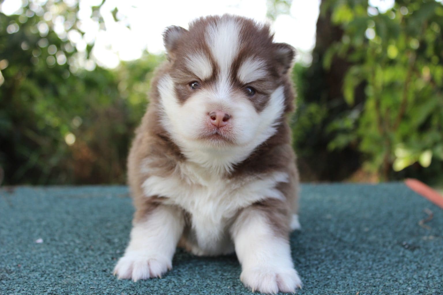 Le Pomsky Adulte Est-il Un Chien Fait Pour Vous ? - Royaume Des Galopins