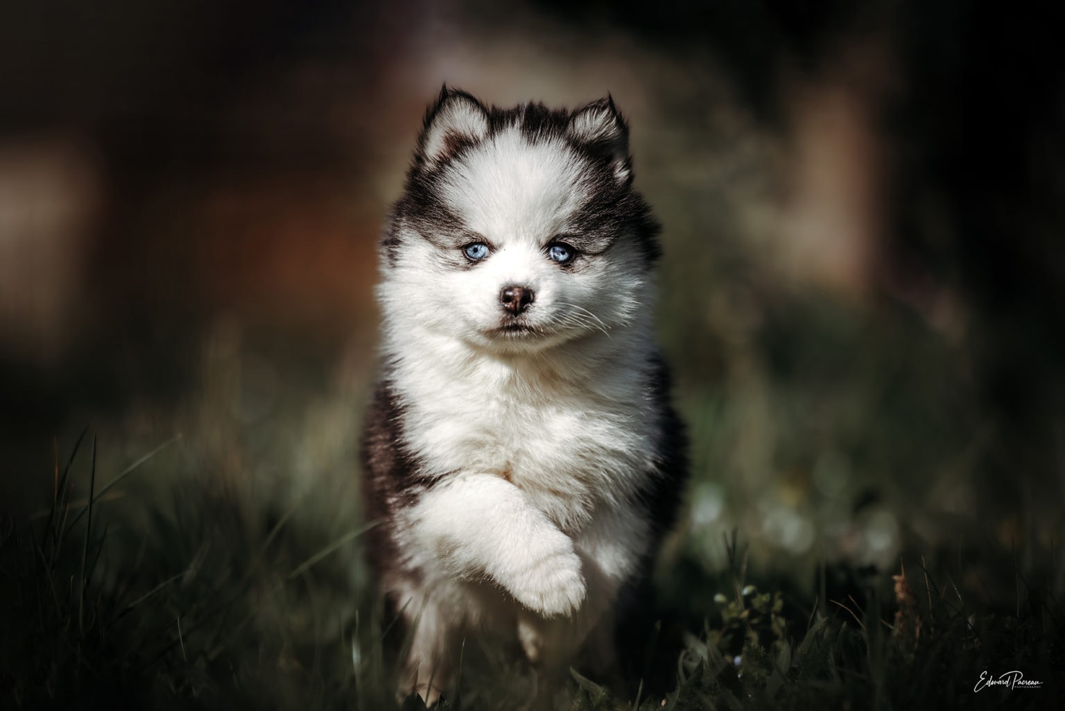 Le Pomsky Adulte Est-il Un Chien Fait Pour Vous ? - Royaume Des Galopins