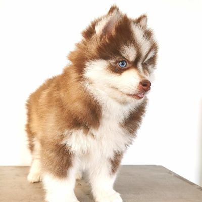 pomsky chocolat Pomsky chocolat